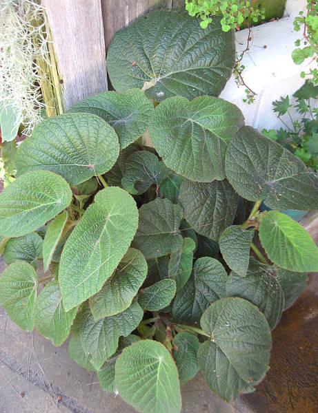 B. ‘Bill Byron’